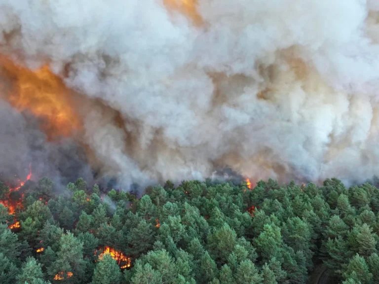 Un panache de fumée noire s'élevant au-dessus de la cime des arbres en France lors du sinistre.