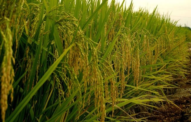 Des champs céréaliers verdoyants illustrant l'essor de la production agricole malienne pour la nouvelle campagne.