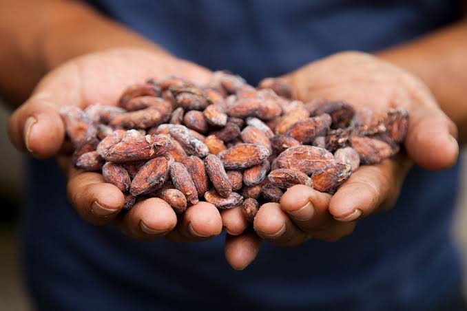 Réunion des pays producteurs de cacao pour développer les usines locales.
