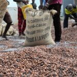 Traçabilité du cacao en Côte d’Ivoire avec la carte du producteur dans une société coopérative