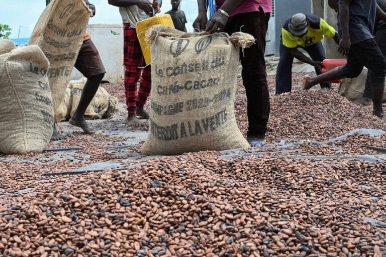 Traçabilité du cacao en Côte d’Ivoire avec la carte du producteur dans une société coopérative
