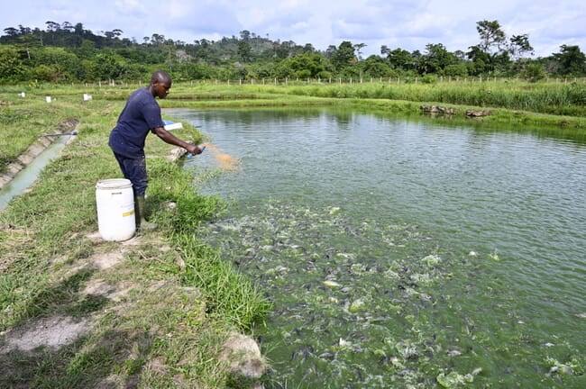 Aquaculture en Côte d’Ivoire examinée lors d’un atelier consacré aux exonérations fiscales à Abidjan