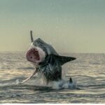Attaque de requin en Afrique du Sud ayant entraîné la fermeture de deux plages