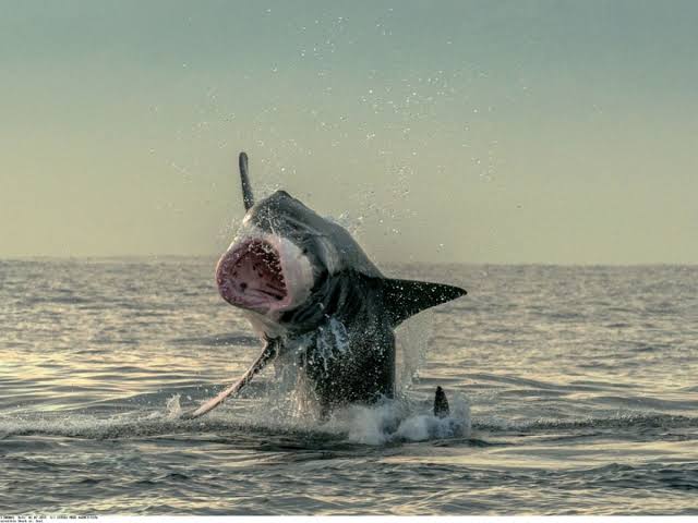 Attaque de requin en Afrique du Sud ayant entraîné la fermeture de deux plages